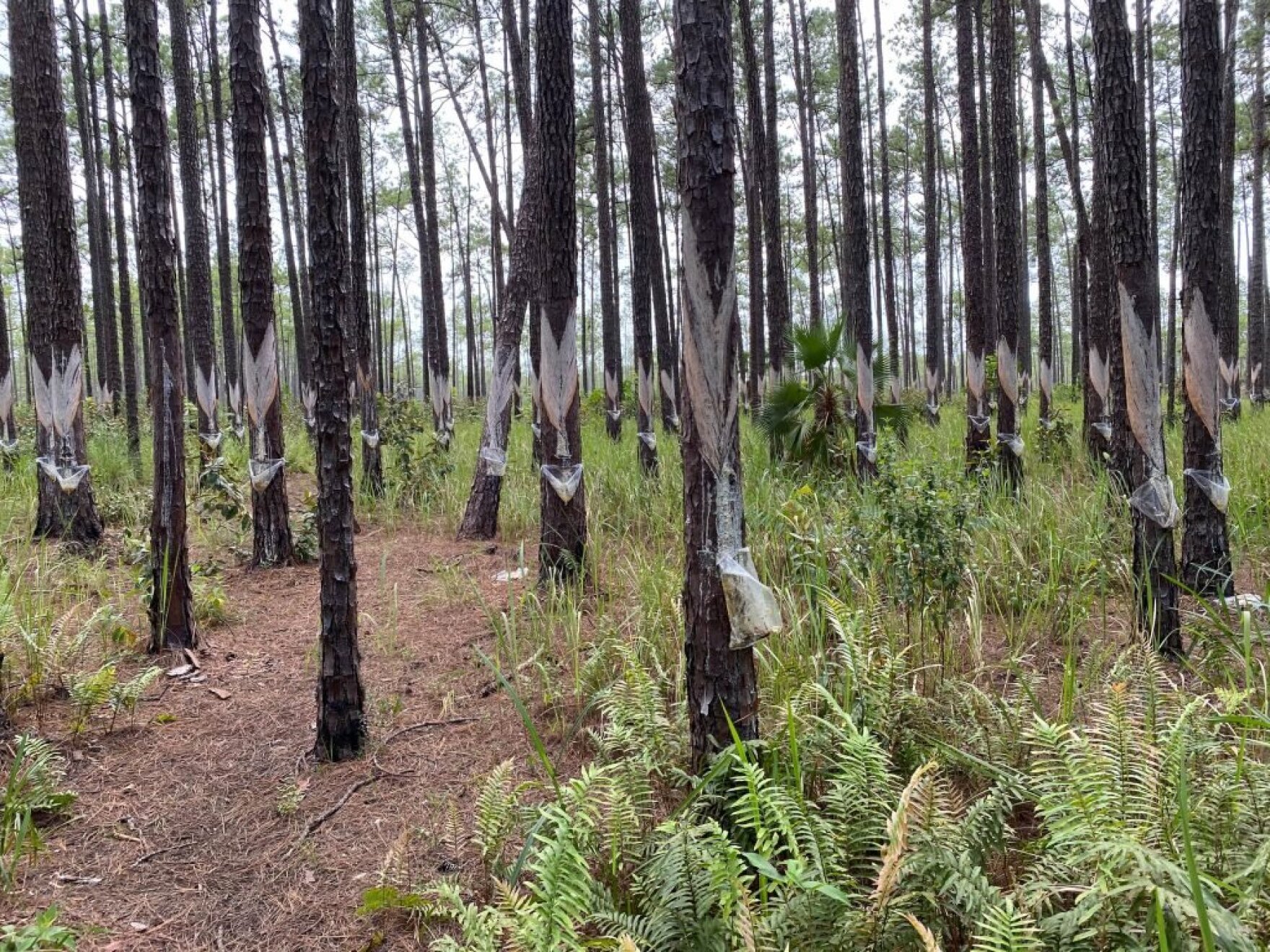 One Planet The Deforestation Crisis In Nicaragua KALW
