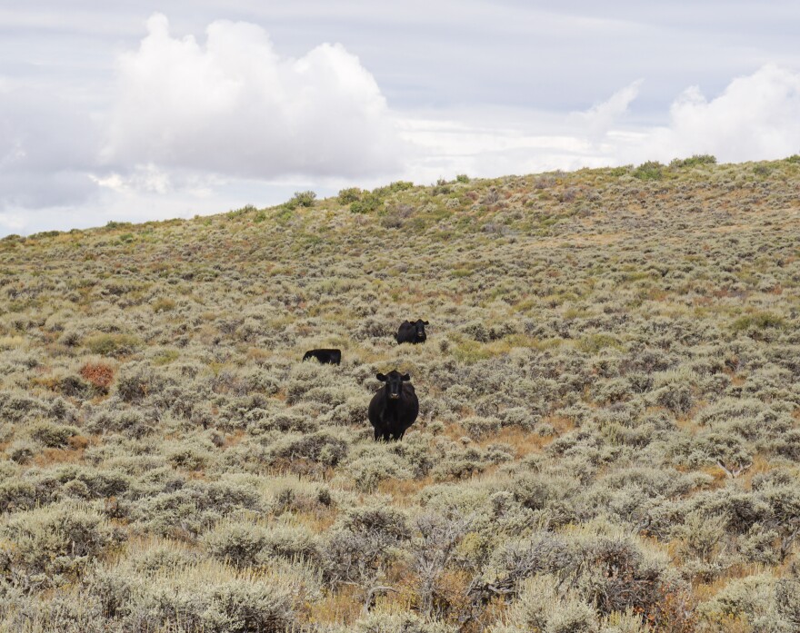 Black cows gaze ahead, flanked by sagebrush.