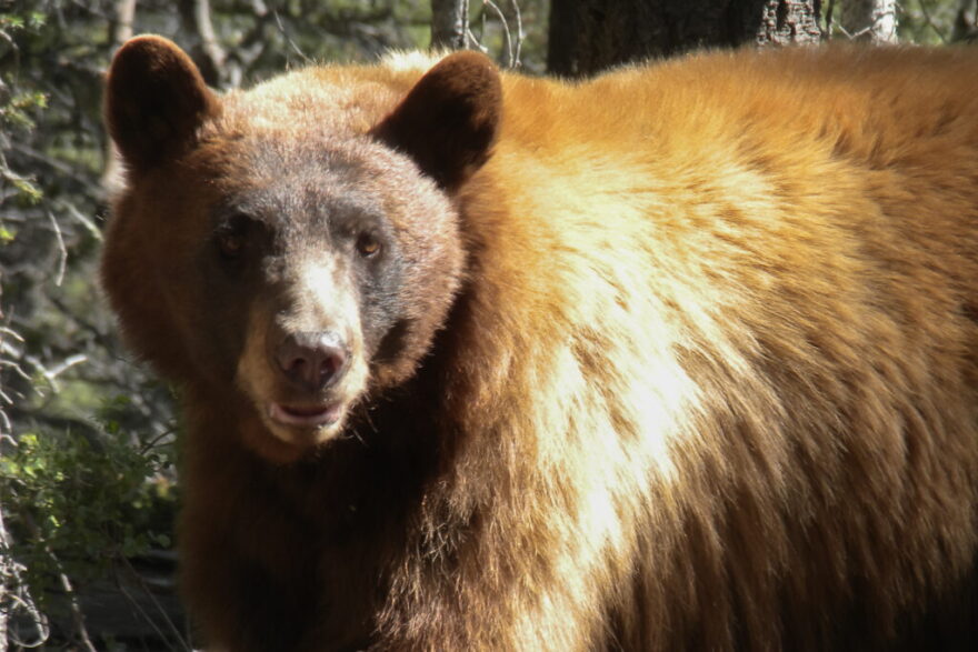 A record-setting total of 307 black bears have been killed so far this year, according to New Mexico Department of Wildlife data. On Sept. 30, NMDOW Director Michael Sloan briefed lawmakers on the severe drought conditions causing black bears to seek food in human-populated areas.