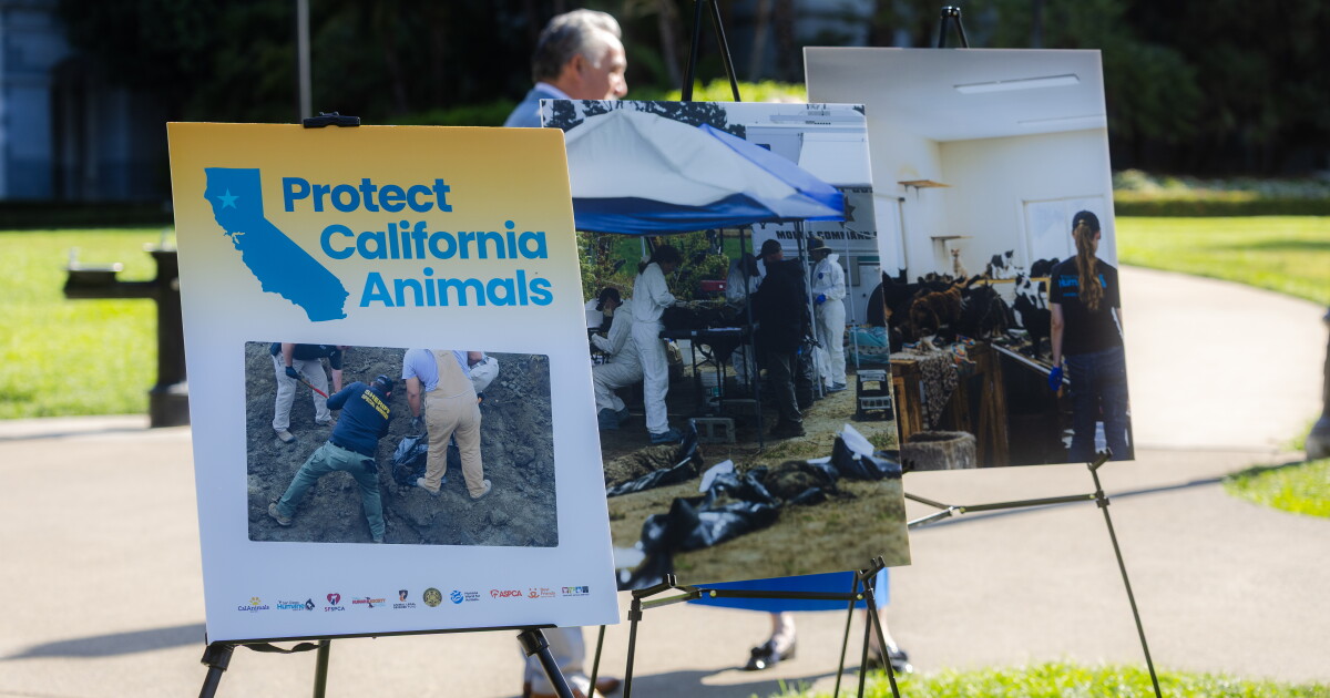Photo: ijpr.org Placards set up outside show images of authorities excavating dead animals