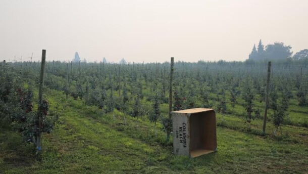 FILE - Smoky conditions from nearby wildfires hovered over this winery near Hood River, Oregon in 2020. Studies show smoke can taint the skin on grapes, ruining the flavor of some wines.