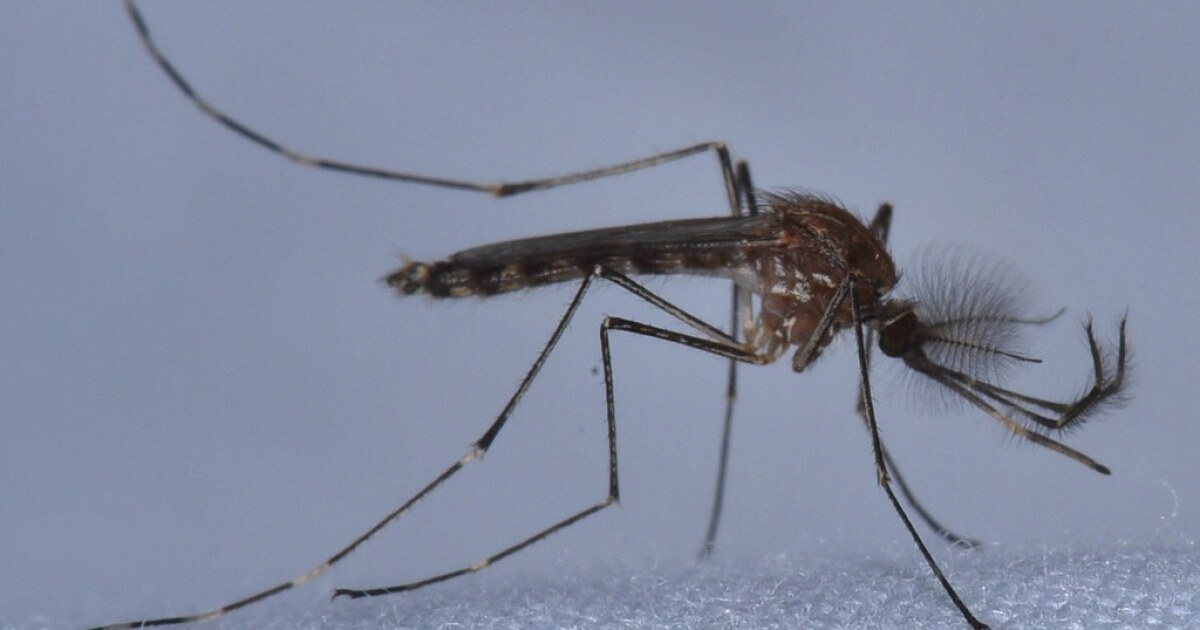 Climate Change Could Make Missouri A Mosquito Paradise, But Health