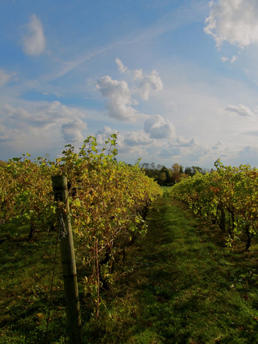 Grape vines in west Michigan