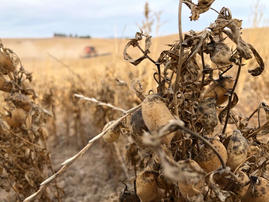 Garbanzo beans being harvested just outside of the small town of Palouse, Wash. Harvest has been difficult this year because the beans have been matted down by unusual rains and early snow. CREDIT: Anna King/N3