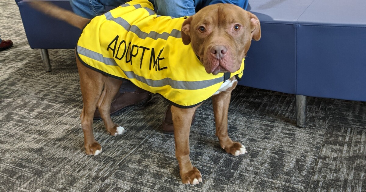 The benefit performance Canine Capers "Mutts Gone Nuts" will be among