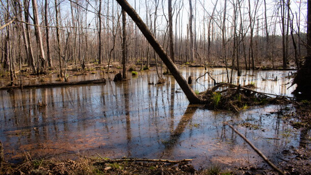 Thirty acres of wetland fill the middle of the West Branch Nature Preserve.