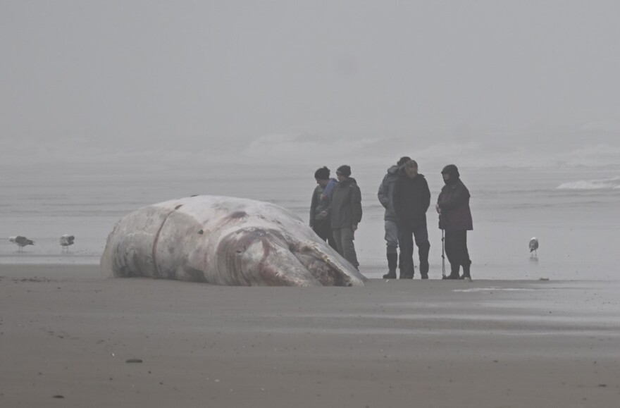 5 people look at a dead gray whale on a beach