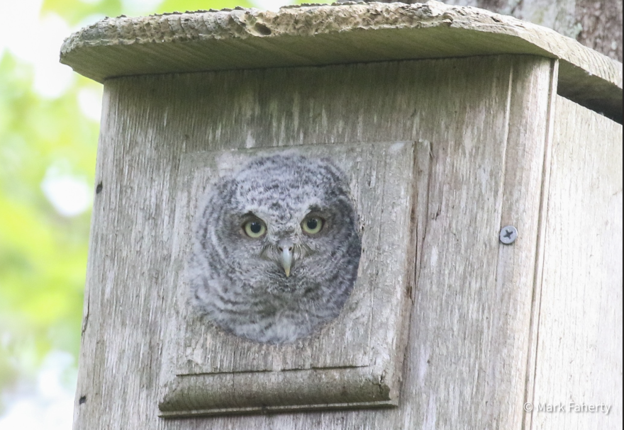 Eastern Screech-Owl in Harwich on May 28, 2025
