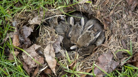 Young rabbits in the wild