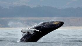 A humpback whale with white fins is jumping out of blue water. In the background of the photo are very blurry hills.