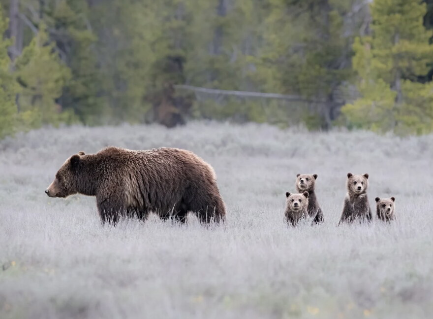 A big grizzly bears walks through snowy sagebrush as four little cubs look at the camera.