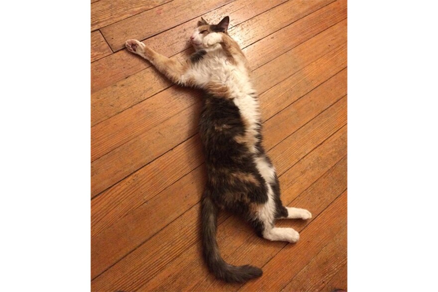 Rita the cat, relaxing in a spinal twist