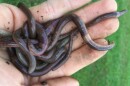 Researcher Brad Herrick holds a handful of invasive umping worms in Madison, Wisconsin. Herrick says the university is beginning to study the possible impacts of the worms on agriculture.