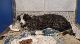 Alt text: "A rescued border collie with a black-and-white face lies on a towel in a shelter kennel, its body coat heavily matted with dried mud, next to a plush toy and a bowl of food.