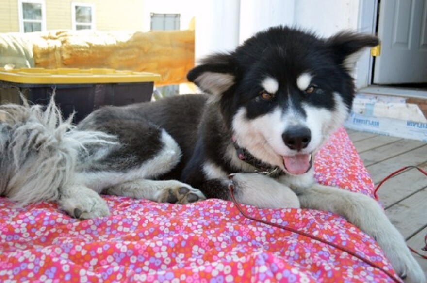 Kona, with 13 stitches in her backside, is resting up on a mattress outside Monica Gomez’s house in Nome. (Photo by Jenn Ruckel, KNOM - Nome)