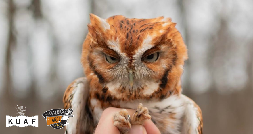 Source, Ozark Bird Conservancy