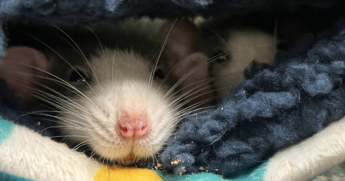 Rats! More rodents arriving at Eugene animal shelter, as staff urge adoption