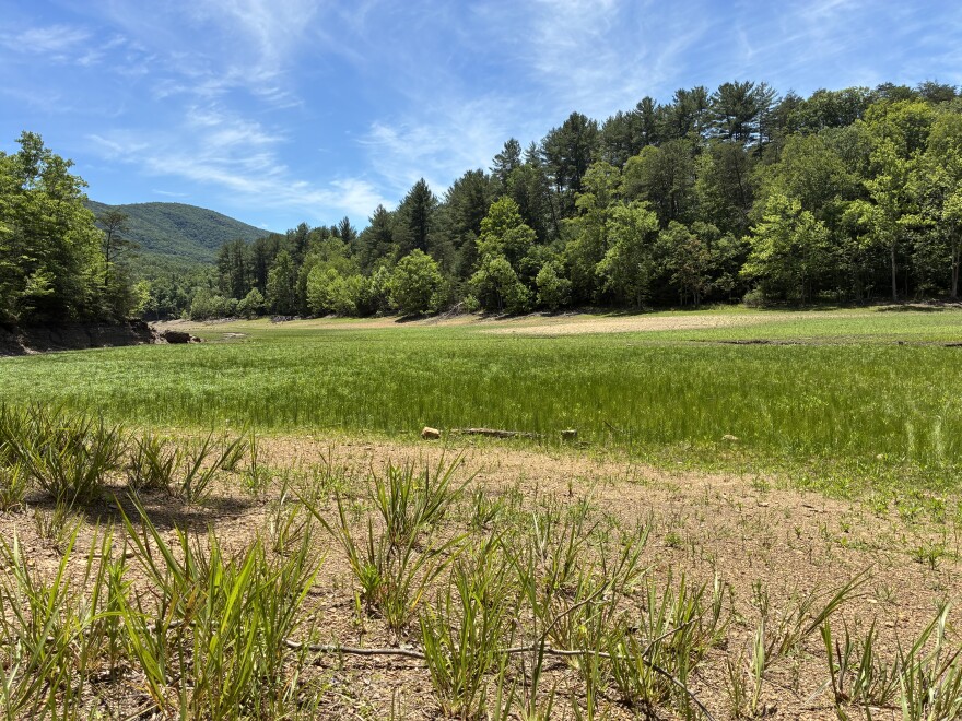In June, the portion of Carvins Cove along visible from the Schoolhouse trail had shrunken to a small stream.