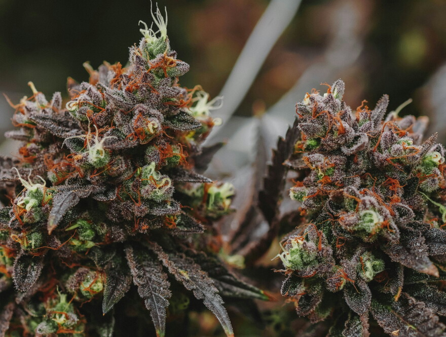 Oklahoma's medical marijuana industry has contracted in recent years, leaving some abandoned grow sites.
