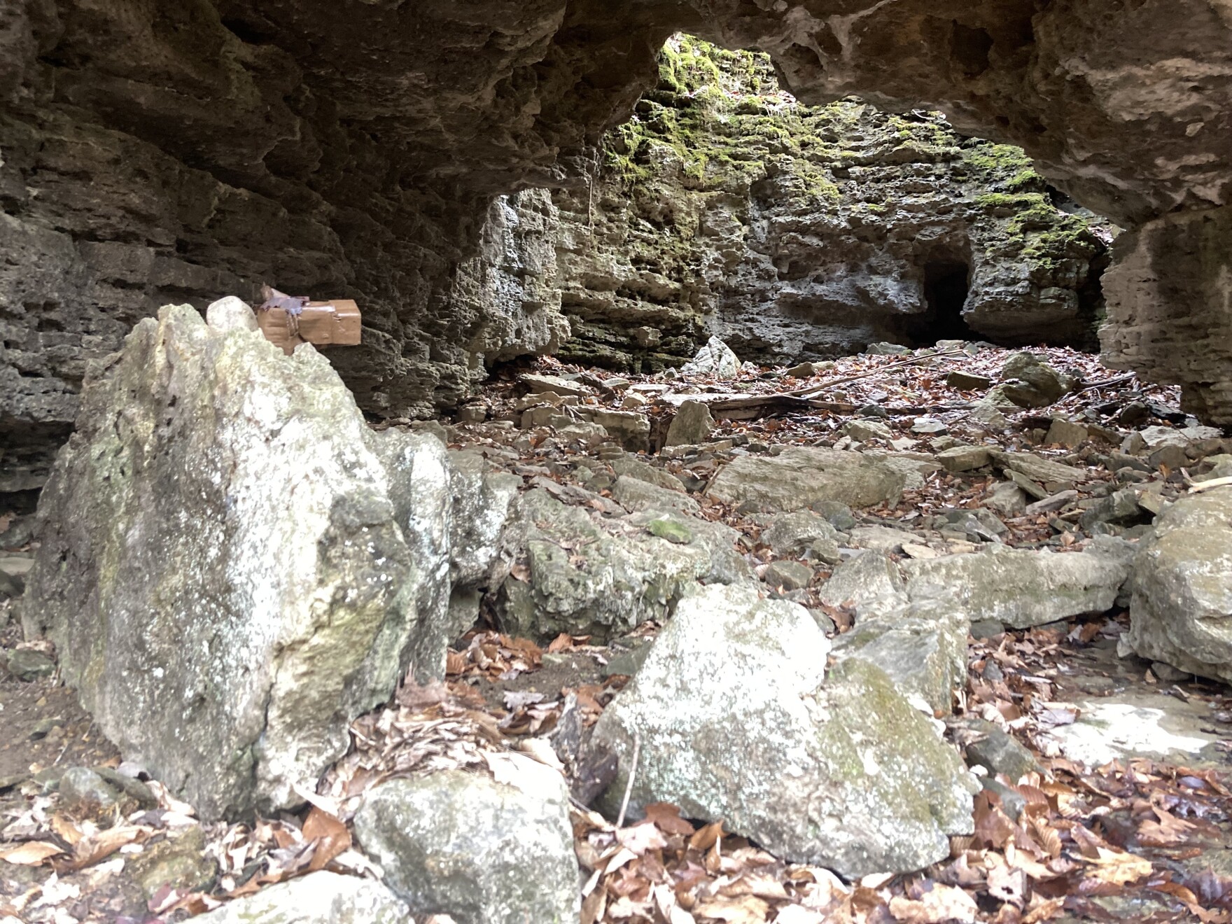 How bats became a symbol of Kentucky’s biodiversity crisis