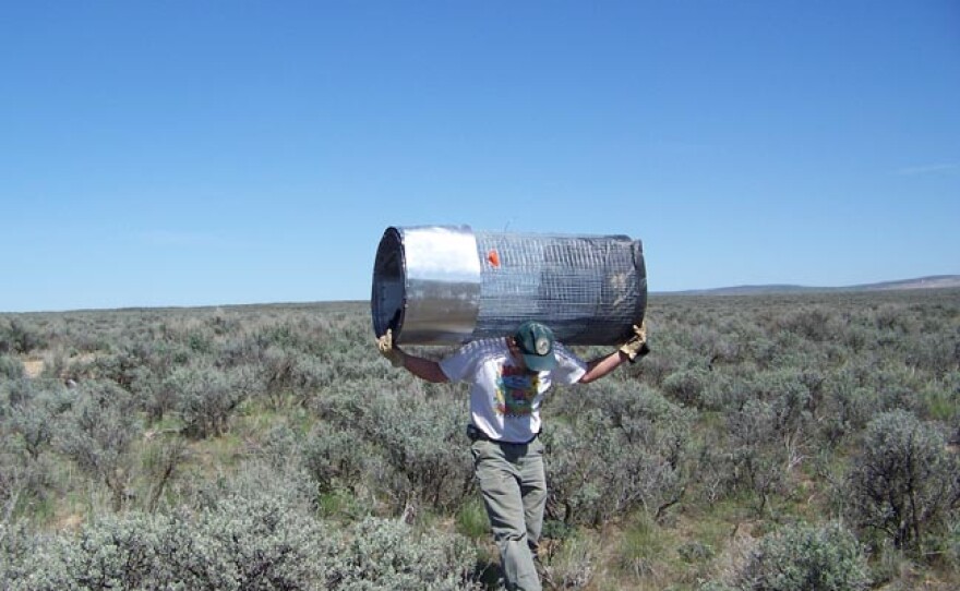 Dan Peterson a wildlife area manager for Washington Department of Fish & Wildlife carries a pygmy rabbit enclosure on his shoulders across long stretches of sagebrush.