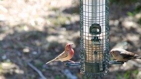 House Finch — Milford, Conn.