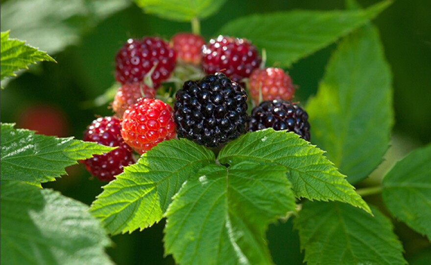 Berries in the bramble family are among the easiest to identify and pick. These include raspberries, blackberries, black raspberries and thimbleberries. They are identifiable by their clusters of hollow-capped, compound berries that ripen in summer. Bramble berries are perfect for making smoothies, jams, jellies and pies. (From the Department of Natural Resources)