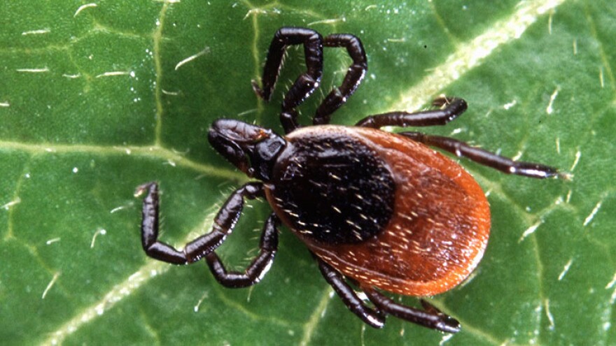 An adult deer tick.