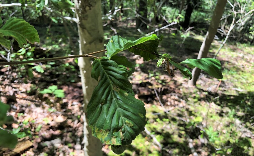 a photo of a leaf with beech leaf disease