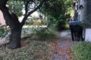 Apricot tree with falling fruit on the ground