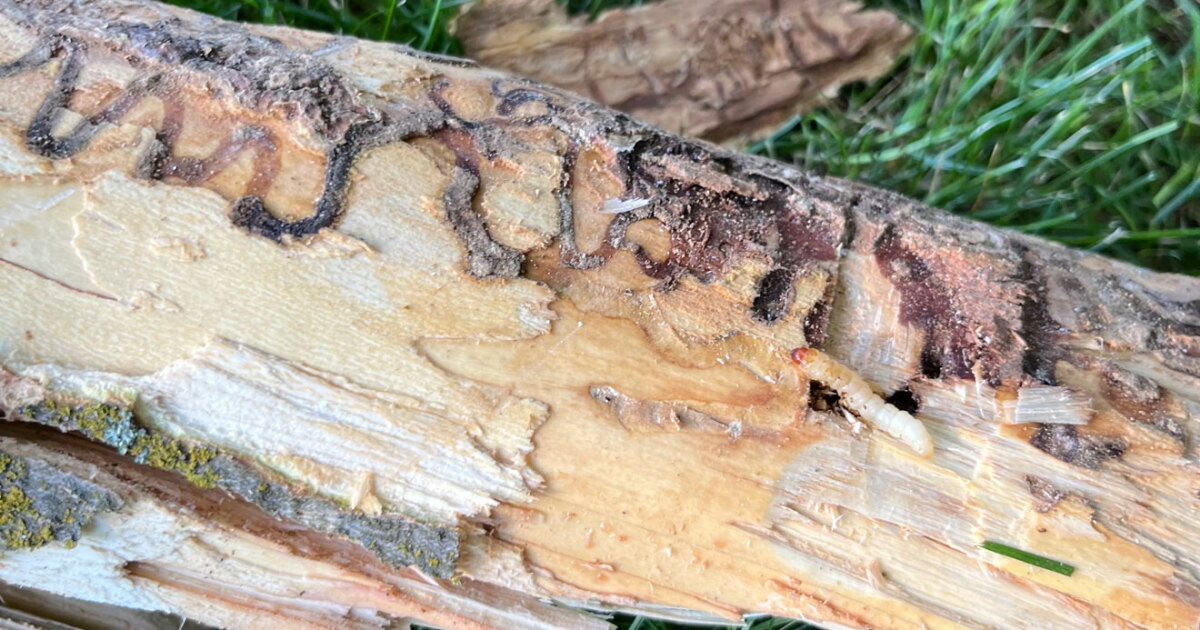 ‘It's only a matter of time': A beetle that decimates ash trees has arrived in southeast Washington