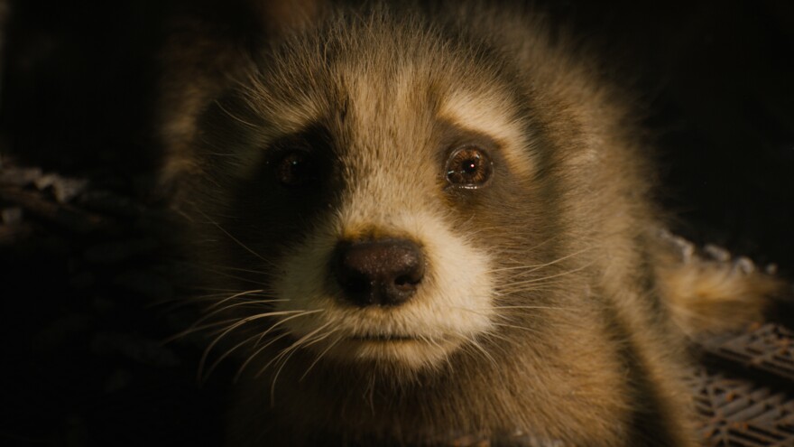 A baby racoon looks into the camera with a sad expression.