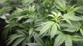 Marijuana plants in Oakland, California. (Mathew Sumner/AP)
