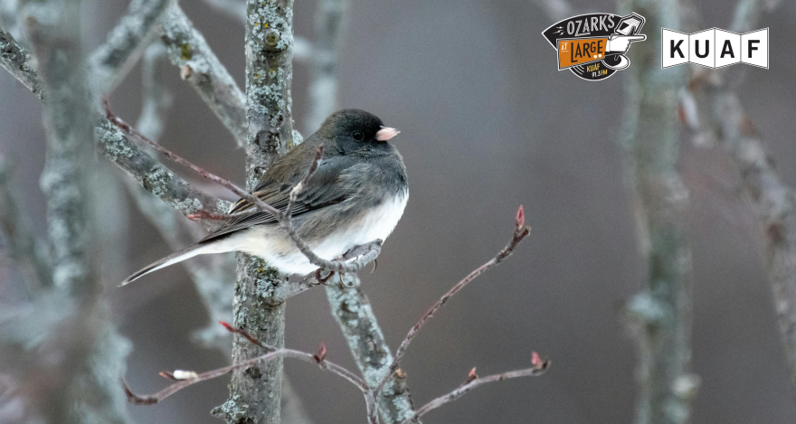 Dark-Eyed Junco