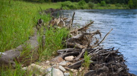 Tree trunks are embedded into the outer bank of one curve in the Kalamazoo River. The roots face out to capture capture floating vegetation and sediment which will help strengthen the bank. It's also good habitat for small aquatic organisms, turtles, and fish.