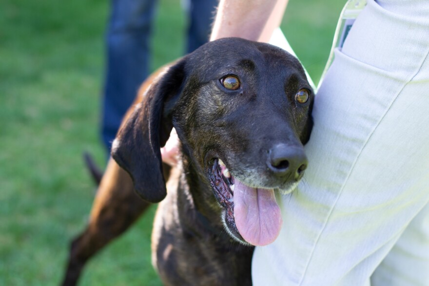Hound dog Rose is currently undergoing medical treatment, but will be up for adoption again soon at RHSPCA