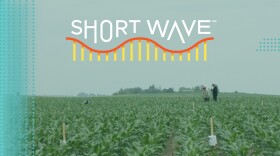 Corn rootworm is known as the 'billion dollar bug' for how much damage it causes to corn crops in the United States. Researcher Emily Bick is tackling the problem by eavesdropping on this and other insects.