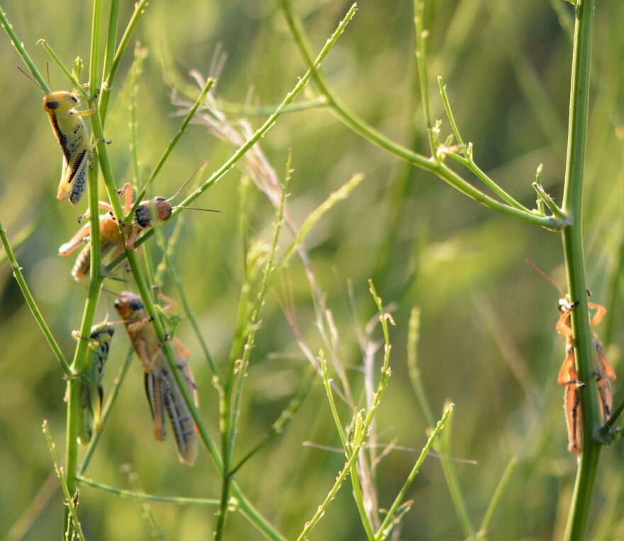 Insects grasshoppers - Agrilife.jpg
