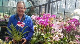 David Bird holding a pansy orchid in one of his greenhouses.