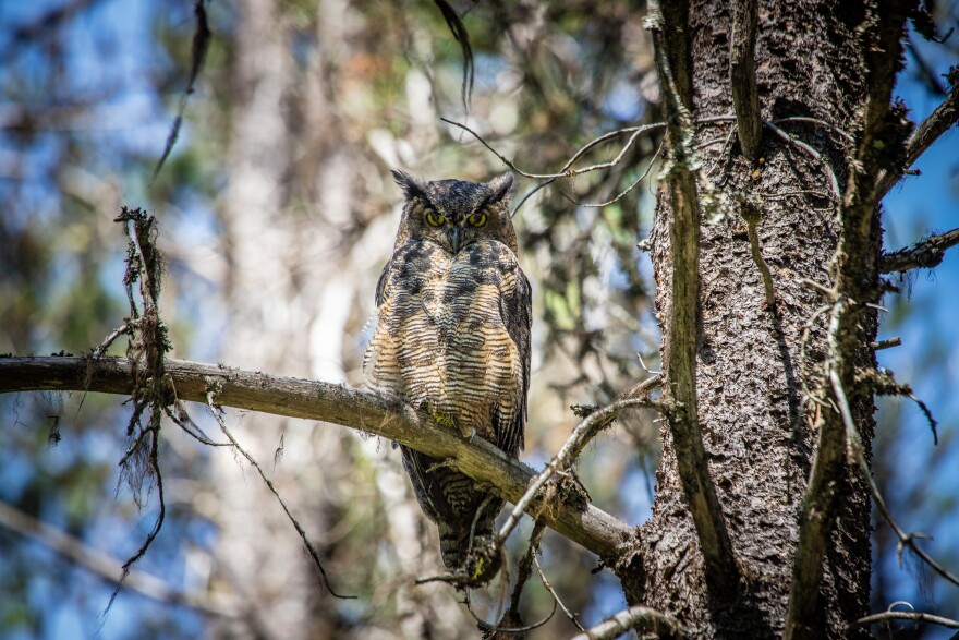 Great Horned Owl