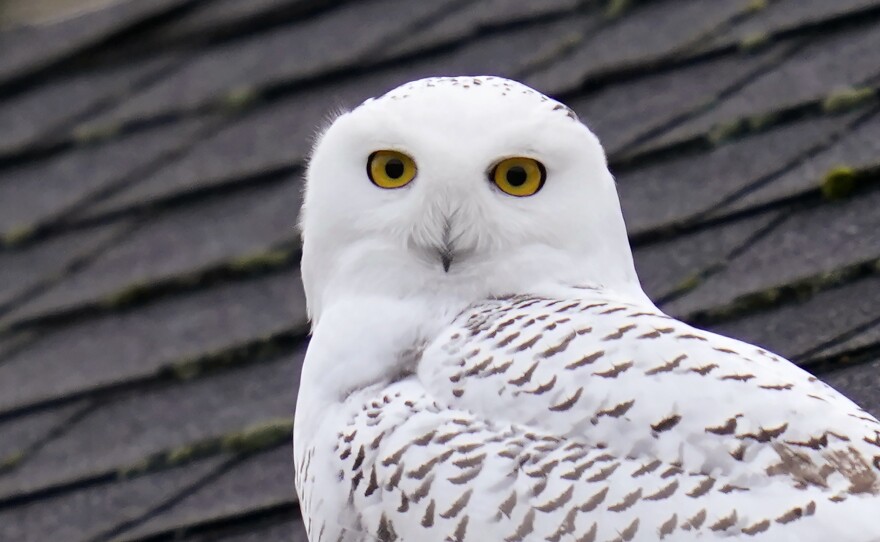 A snowy owl on a rooftop in a residential neighborhood of Seattle, where it's been seen for over a week, Friday, Nov. 20, 2020. Snowy owls spend summers in the Arctic. Many migrate in winter to parts of the United States. 