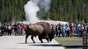 A bison walks past people who just watched the eruption of Old Faithful Geyser in Yellowstone National Park, Wyoming.