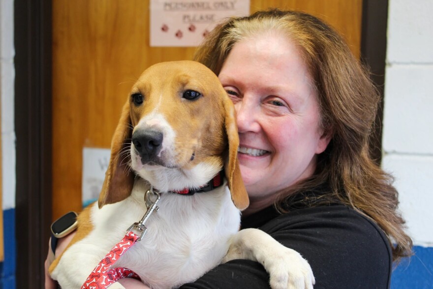 Diane Bailey of Midland says her new beagle, Finley, will be her seventh beagle.