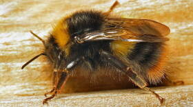 bumblebee queen