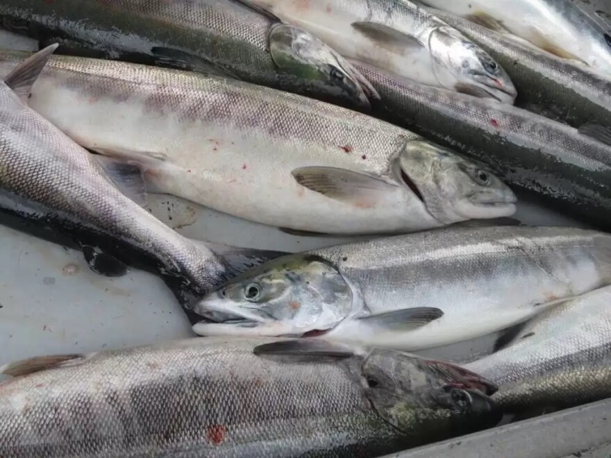 salmon