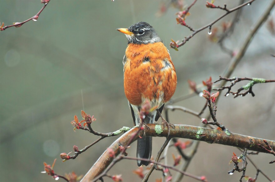A robin perches on a tree branch that is beginning to bud 