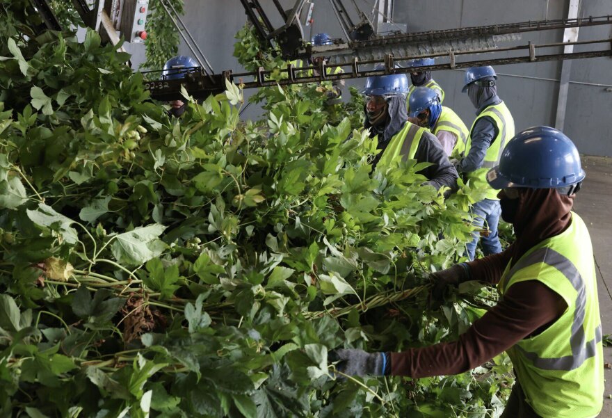Workers attach hop vines to the picker during harvest Tuesday, Sept. 9, 2025, at Loza Farms in Wapato, Wash.