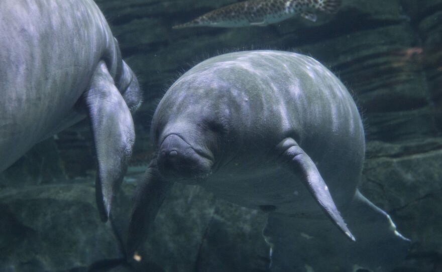 BamBam, a Florida manatee, swims in his tank alongside Betsey (left), a fully grown female, at the Cincinnati Zoo and Botanical Gardens.