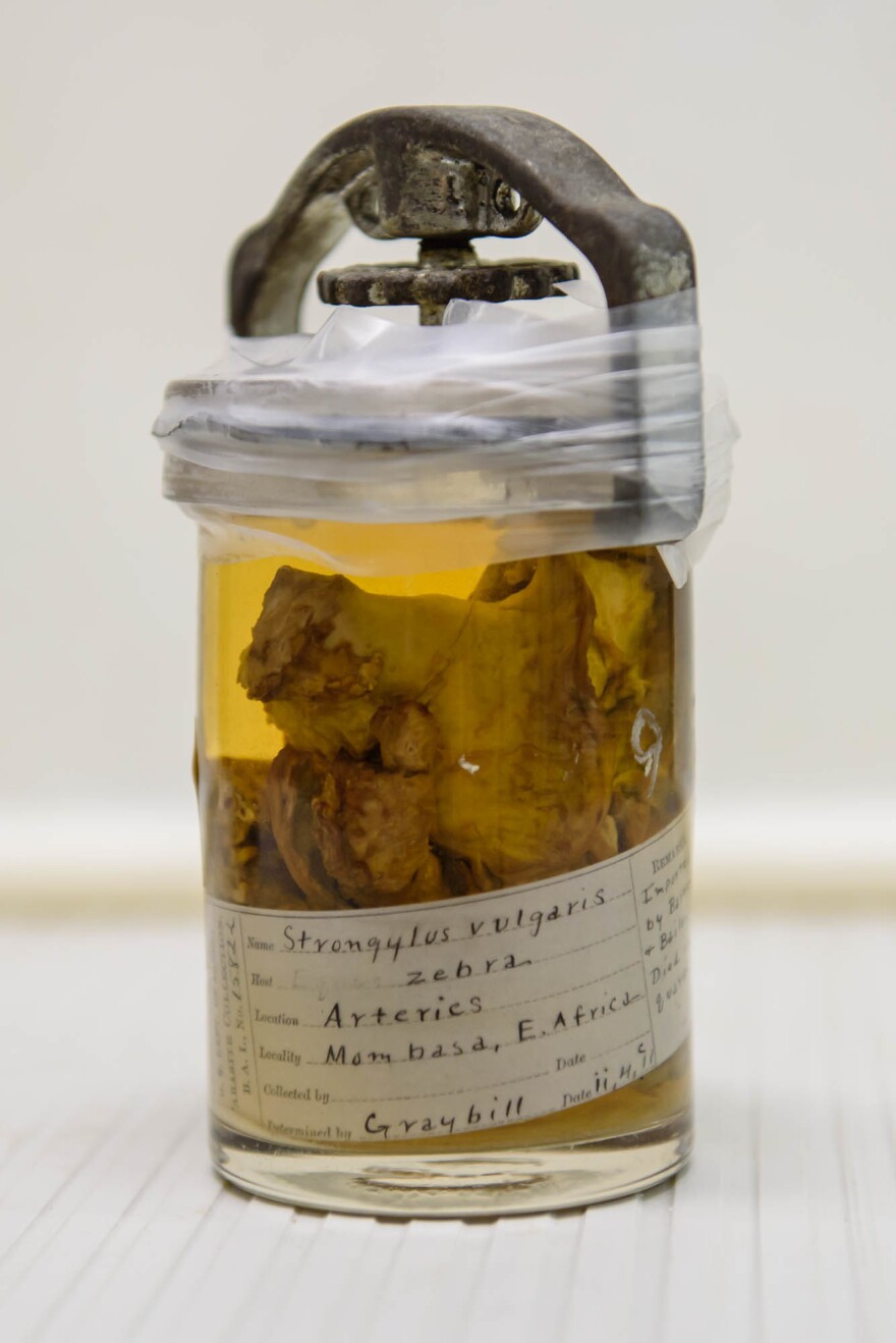 The national parasite collection includes specimens of animal tissue containing worms. Above: tissue (and roundworm) from a zebra imported from Africa for the Barnum and Bailey circus in 1911.