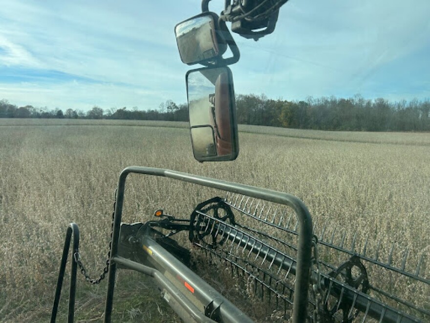 Soybean plant harvesting on a combine at Hutchinson Farms.